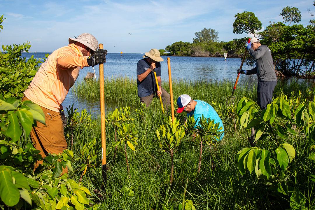 Mangrove Planting 4.jpg